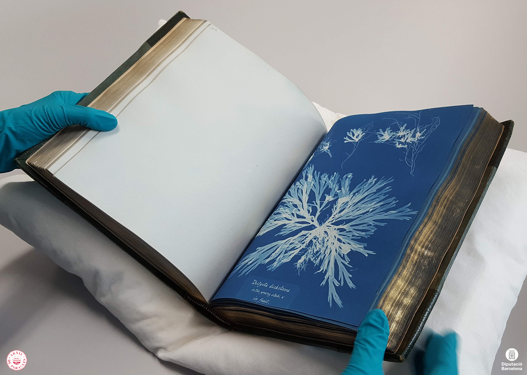 Fotografia de l'àlbum British Algae