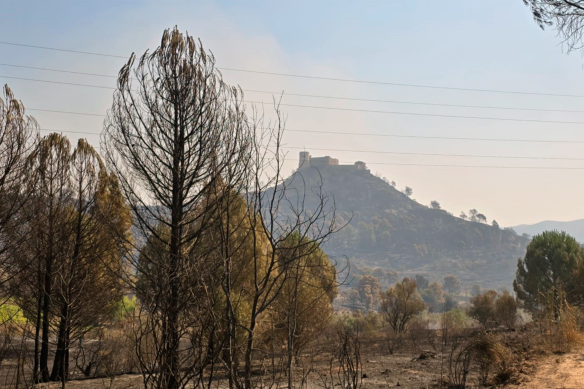Zona forestal cremada al municipi de Carme. ROI CARBALLAL | DIPUTACIÓ DE BARCELONA Zona forestal cremada al municipi de Carme. ROI CARBALLAL | DIPUTACIÓ DE BARCELONA