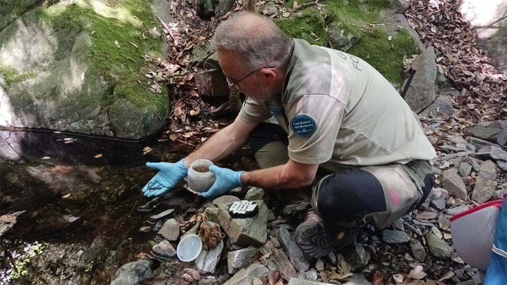 Un agent del Montseny fent una introducció de tritons en un torrent. Foto: Diputació de Barcelona Un agent del Montseny fent una introducció de tritons en un torrent. Foto: Diputació de Barcelona