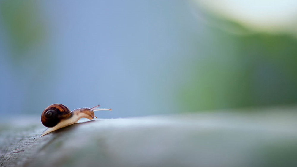 Imatge per anunciar el XX Ral·li Fotogràfic 'Tocats pel bolet'. Foto: Xevi Vilaregut Imatge per anunciar el XX Ral·li Fotogràfic 'Tocats pel bolet'. Foto: Xevi Vilaregut