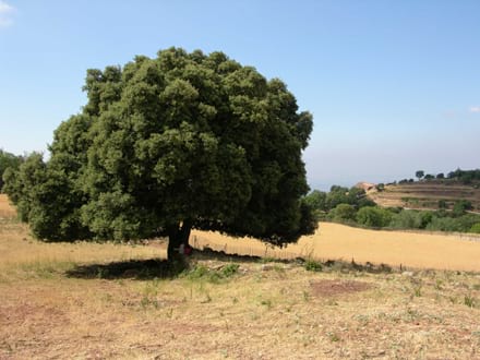 Imatge del projecte