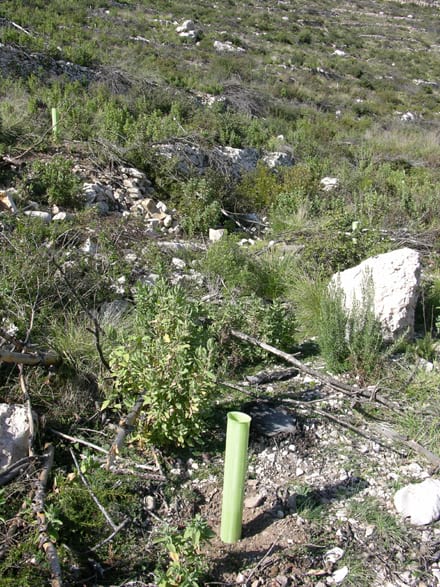 Imatge del projecte