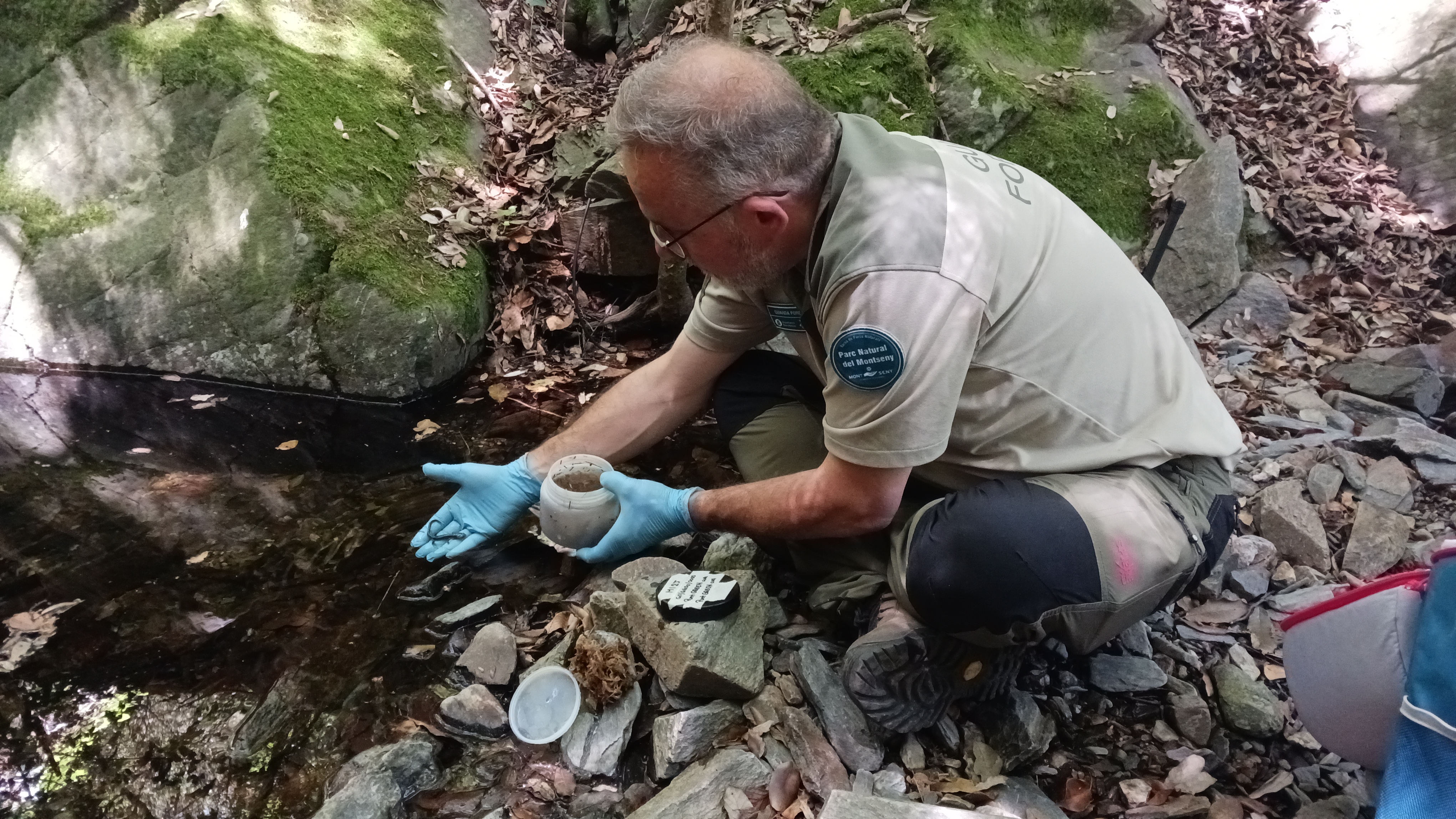 Un agent fent el seguiment i alliberament de tritons del Montseny. Foto: Diputació de Barcelona Un agent fent el seguiment i alliberament de tritons del Montseny. Foto: Diputació de Barcelona
