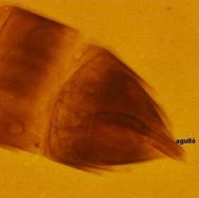Foto 2: Agulló de l’escleroderma Foto 2: Agulló de l’escleroderma