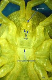 Foto 2 Argas reflexus femella detall ventral del capítol i del porus genital Foto 2 Argas reflexus femella detall ventral del capítol i del porus genital