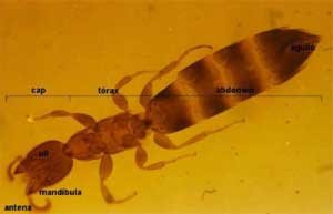 Escleroderma