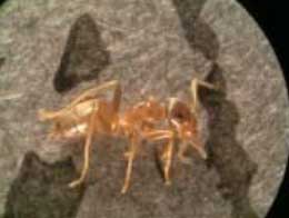 Foto 2: Lasius neglectus Foto 2: Lasius neglectus