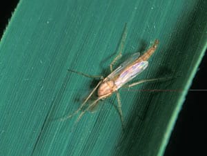 Mosquits no picadors, quironómids