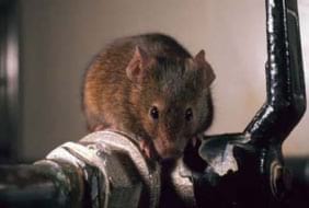 Mus musculus Foto 2: Mus musculus