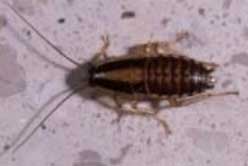 Foto 3: Nimfa de Blatella germanica Foto 3: Nimfa de Blatella germanica