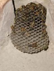 Niu de Polistes sp. Els nius d'aquest gènere mostren les cel·les, es troben en llocs arrecerats i s’enganxen al substrat per un peu curt i prim Foto 2: Niu de Polistes sp. Els nius d'aquest gènere mostren les cel·les, es troben en llocs arrecerats i s’enganxen al substrat per un peu curt i prim