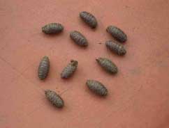 Foto 4: Popes de Sarcophaga argyrostoma Foto 4: Popes de Sarcophaga argyrostoma