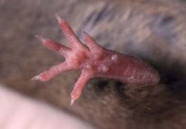 Pota posteior amb 5 dits de M. musculus Foto 5: Pota posteior amb 5 dits de M. musculus