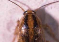 Foto 2: Pronot de Blatella germanica Foto 2: Pronot de Blatella germanica