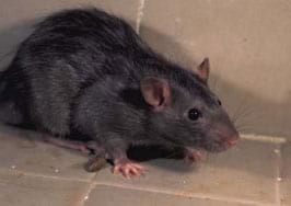 Rattus norvegicus Foto 2: Rattus norvegicus