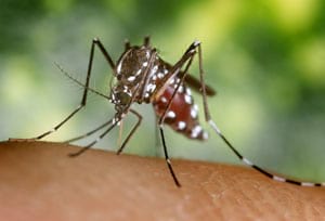 Femella d’Aedes albopictus