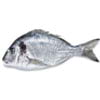 Dorada