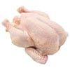 Pollo