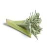 Cardo