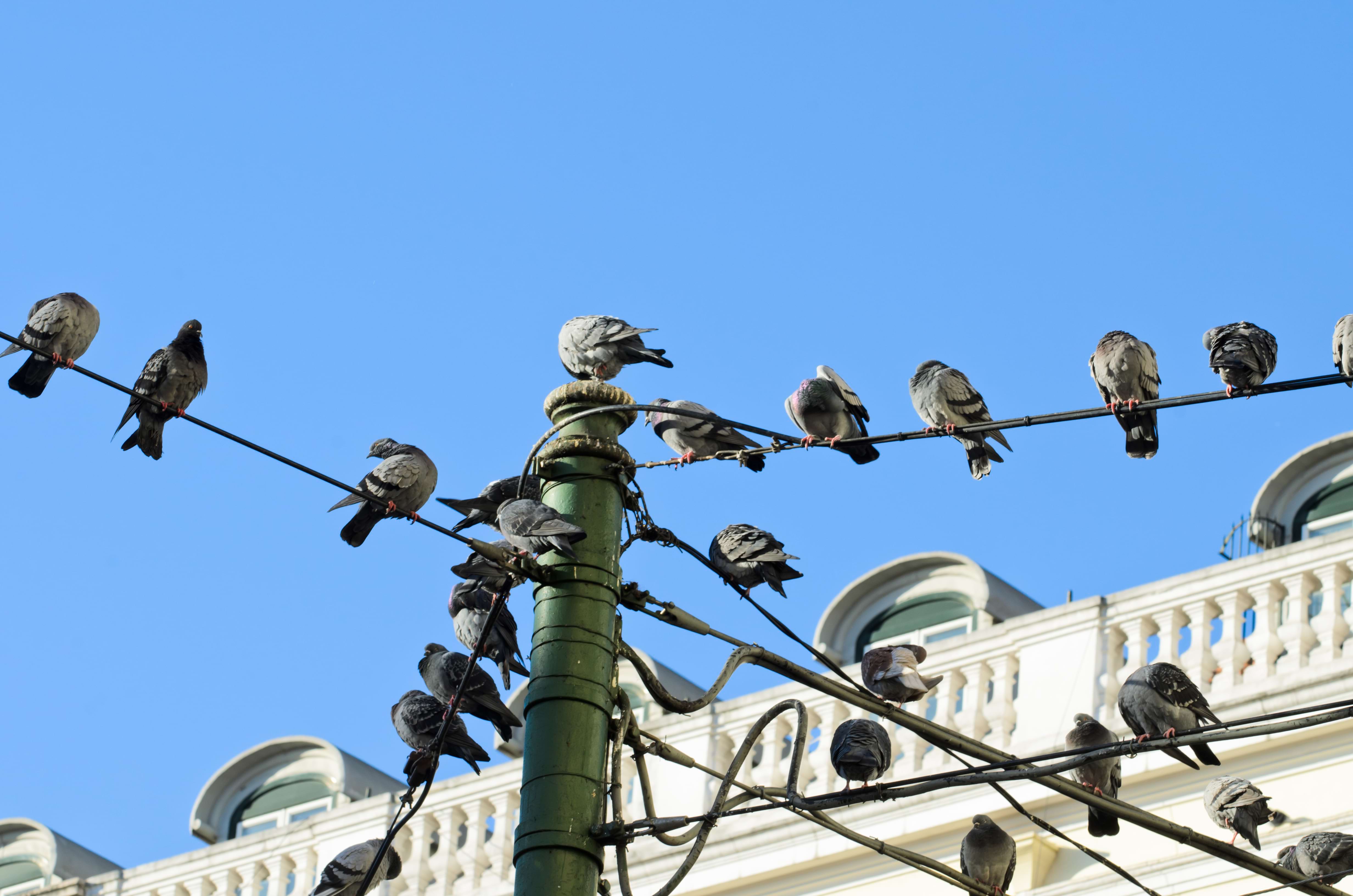 © mimohe / Shutterstock Grupo de palomas sobre postes de luz