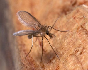 Phlebotomus perniciosus, femella